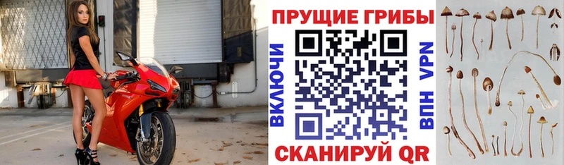 Галлюциногенные грибы GOLDEN TEACHER  Абдулино 
